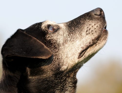 Golden Years: Caring for Your Senior Pet