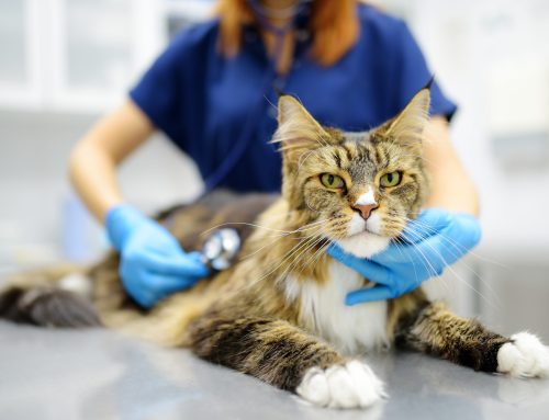 Proactive Pet Care: Why Annual Veterinary Exams Matter for Your Pet